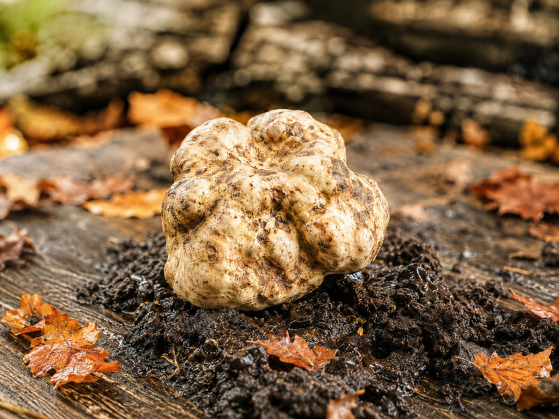 White Piedmont Truffle