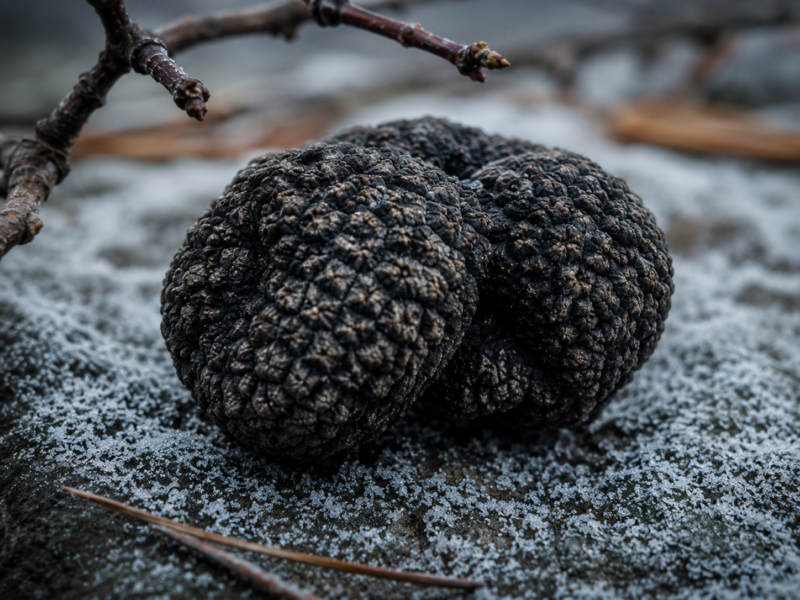 Winter Black Truffle