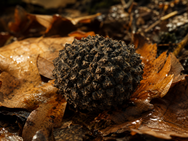 Burgundy Truffle — Autumn Truffle
